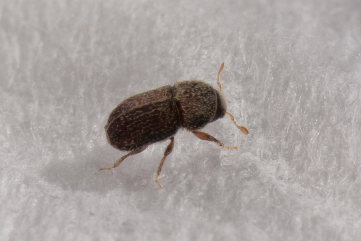 Curculionidae:  Hypoborus ficus?  S !